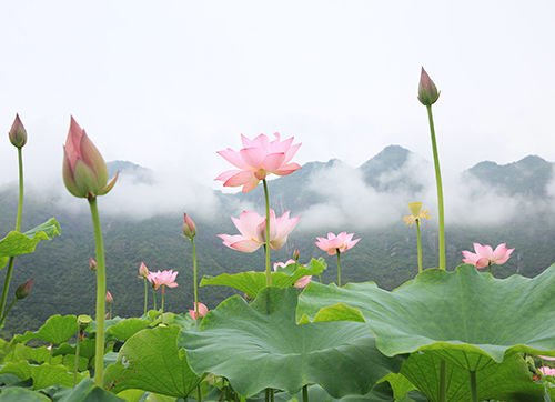 安徽黄山（100亩）