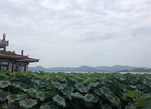 江苏溱湖湿地公园（400亩）